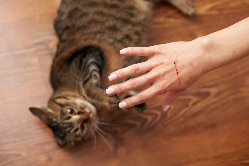 Cómo Lograr que Tu Gato Sea Más Obediente con Técnicas Positivas 22 como lograr que tu gato sea mas obediente con tecnicas positivas