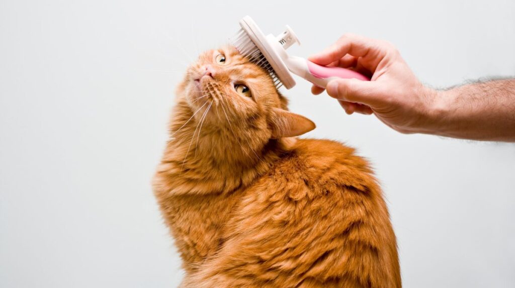 Cómo Lograr que Tu Gato Sea Más Paciente Durante el Cepillado 2 como lograr que tu gato sea mas paciente durante el cepillado