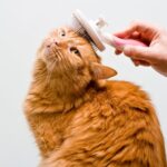 Cómo Lograr que Tu Gato Sea Más Paciente Durante el Cepillado 5 como lograr que tu gato sea mas paciente durante el cepillado