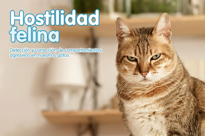 como manejar a gatos que son hostiles con nuevas mascotas