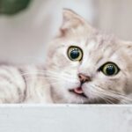 como manejar el estres en gatos durante procedimientos medicos