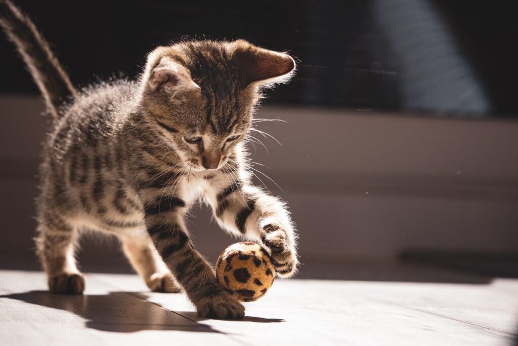 como mantener la motivacion en gatos durante sesiones de entrenamiento 1
