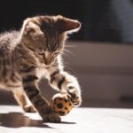como mantener la motivacion en gatos durante sesiones de entrenamiento 1