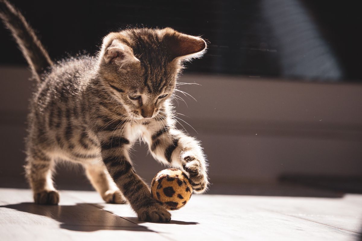 Gato 2 como mantener la motivacion en gatos durante sesiones de entrenamiento 1