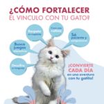 como mejorar el comportamiento de tu gato con amor y paciencia