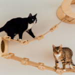 Cómo Mejorar la Calidad de Vida de Tu Gato con Juegos de Enriquecimiento 6 como mejorar la calidad de vida de tu gato con juegos de enriquecimiento
