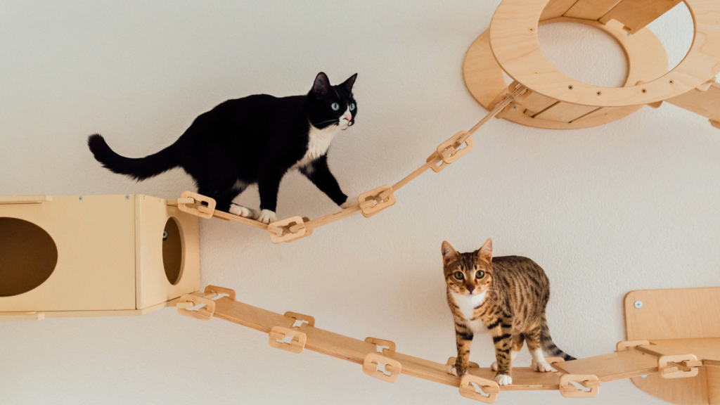 Cómo Mejorar la Calidad de Vida de Tu Gato con Juegos de Enriquecimiento 11 como mejorar la calidad de vida de tu gato con juegos de enriquecimiento
