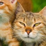 como mejorar la convivencia de tu gato en hogares con varios felinos adultos 1