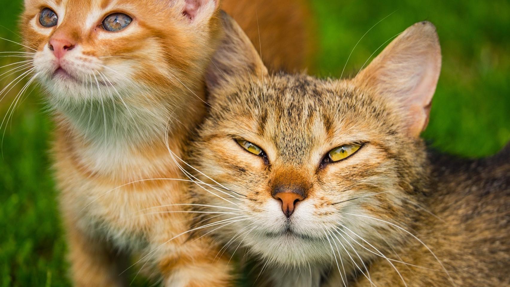 como mejorar la convivencia de tu gato en hogares con varios felinos adultos 1