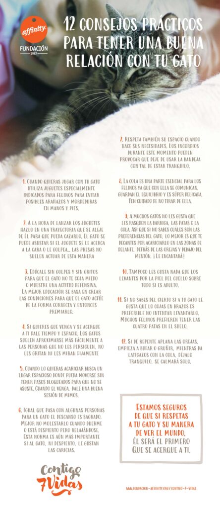 como mejorar la relacion de tu gato con animales timidos 1