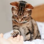 como mejorar la seguridad de tu gato con entrenamiento basado en refuerzos