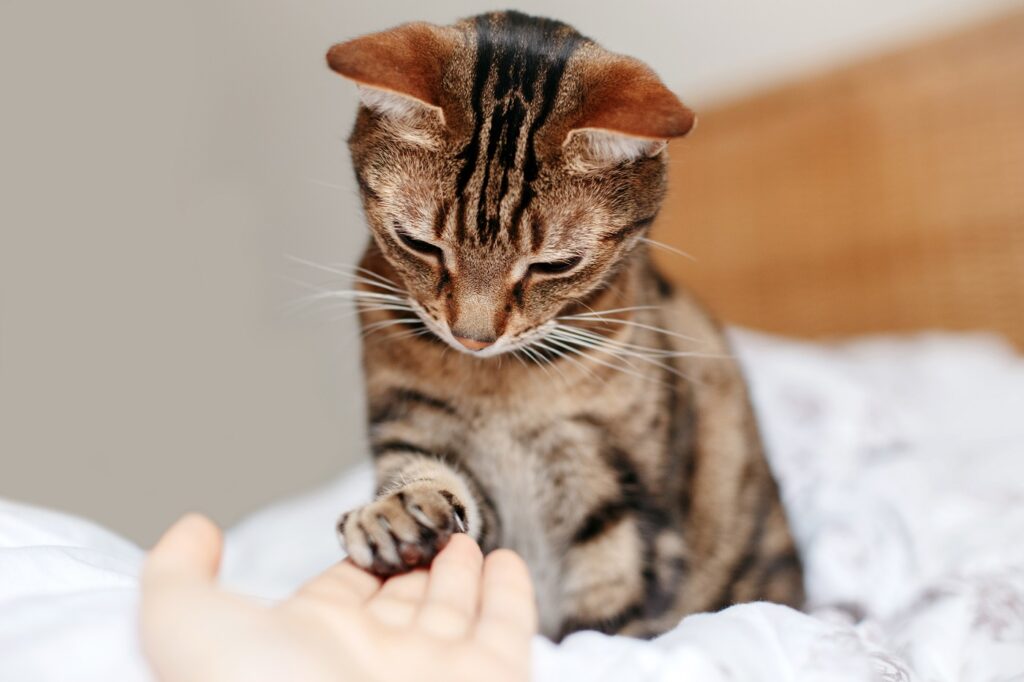 como mejorar la seguridad de tu gato con entrenamiento basado en refuerzos