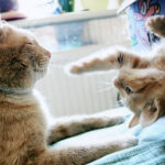 Cómo mejorar la socialización de tu gato con mascotas exóticas 2 como mejorar la socializacion de tu gato con mascotas exoticas 1
