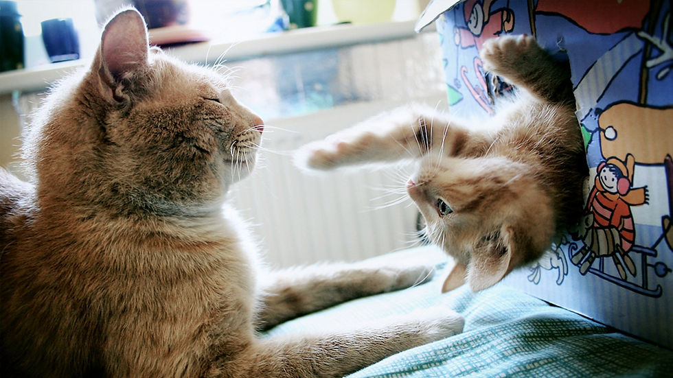 como mejorar la socializacion de tu gato con mascotas exoticas 1