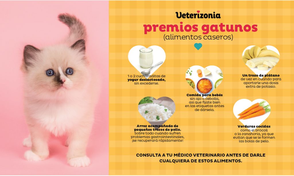 como motivar a tu gato durante el entrenamiento con snacks saludables