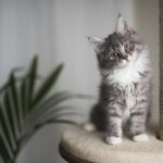 Cómo Preparar a Tu Gato para Cambios Frecuentes en el Hogar 5 como preparar a tu gato para cambios frecuentes en el hogar