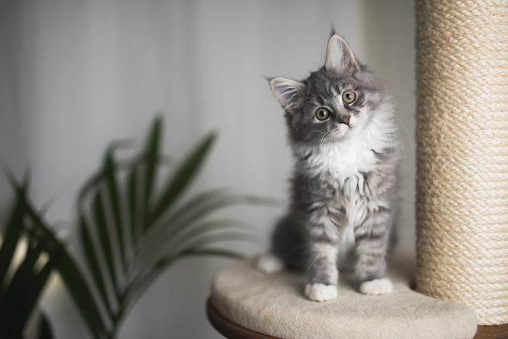 como preparar a tu gato para cambios frecuentes en el hogar