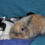 como preparar a tu gato para convivir con conejos domesticos 1