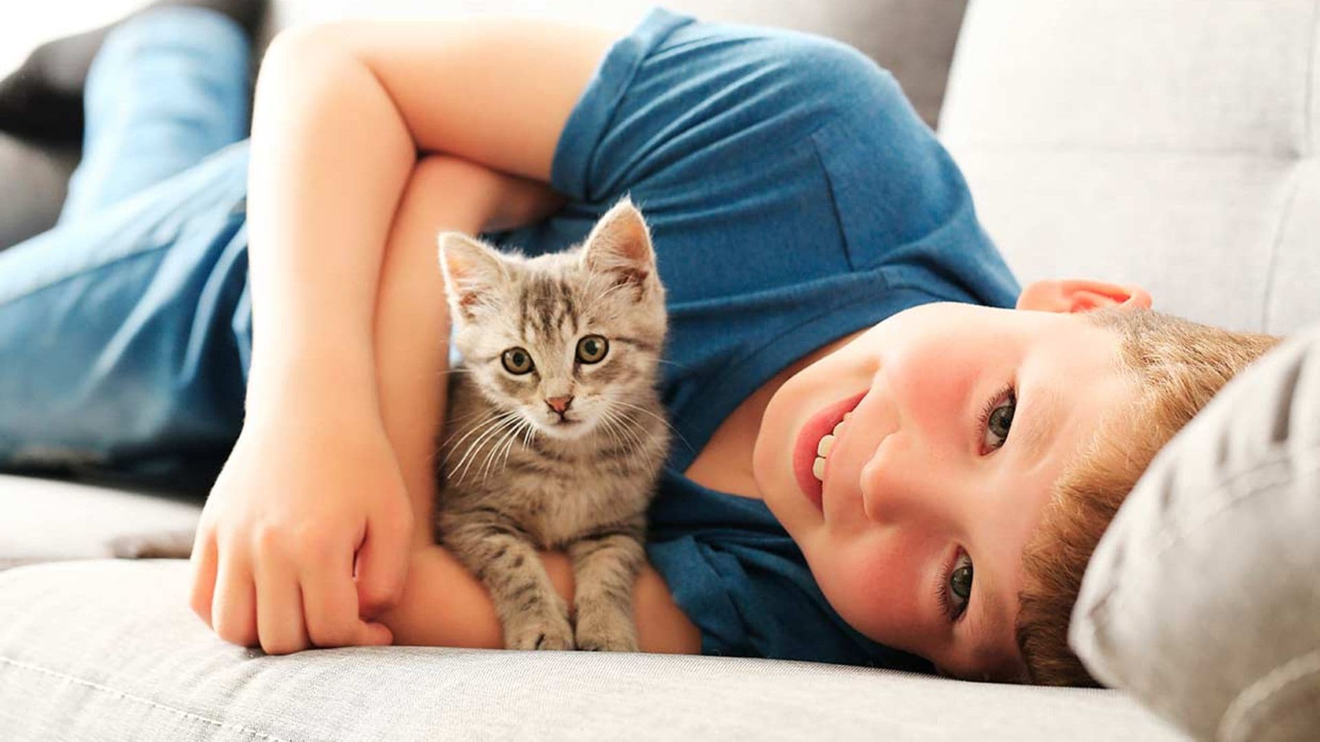 Gato 4 como preparar a tu gato para convivir con ninos