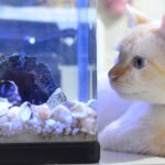 como preparar a tu gato para convivir con peces en un acuario 1