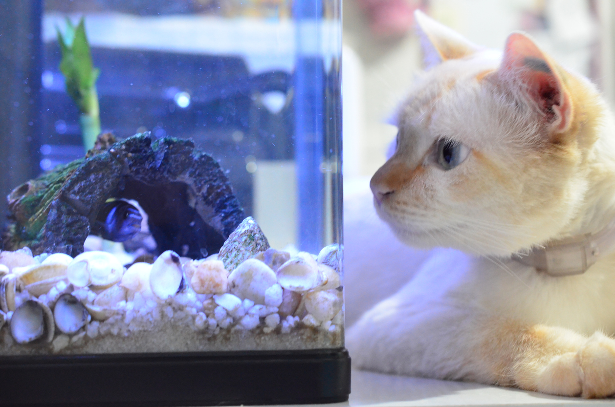 como preparar a tu gato para convivir con peces en un acuario 1