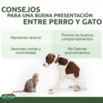 como preparar a tu gato para convivir con perros grandes 1