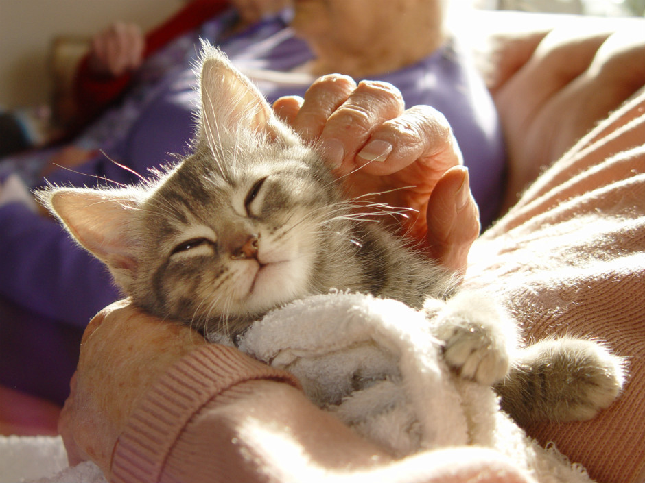 como preparar a tu gato para convivir con personas mayores 3