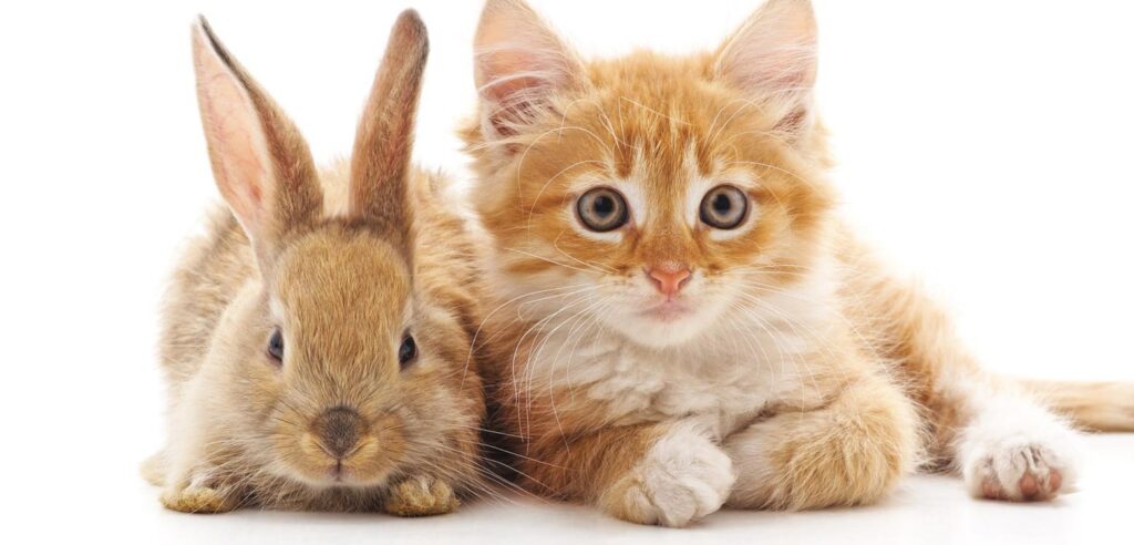 como preparar a tu gato para convivir con un conejo u otras mascotas 1
