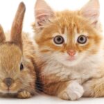 Cómo preparar a tu gato para convivir con un conejo u otras mascotas 2 como preparar a tu gato para convivir con un conejo u otras mascotas 1
