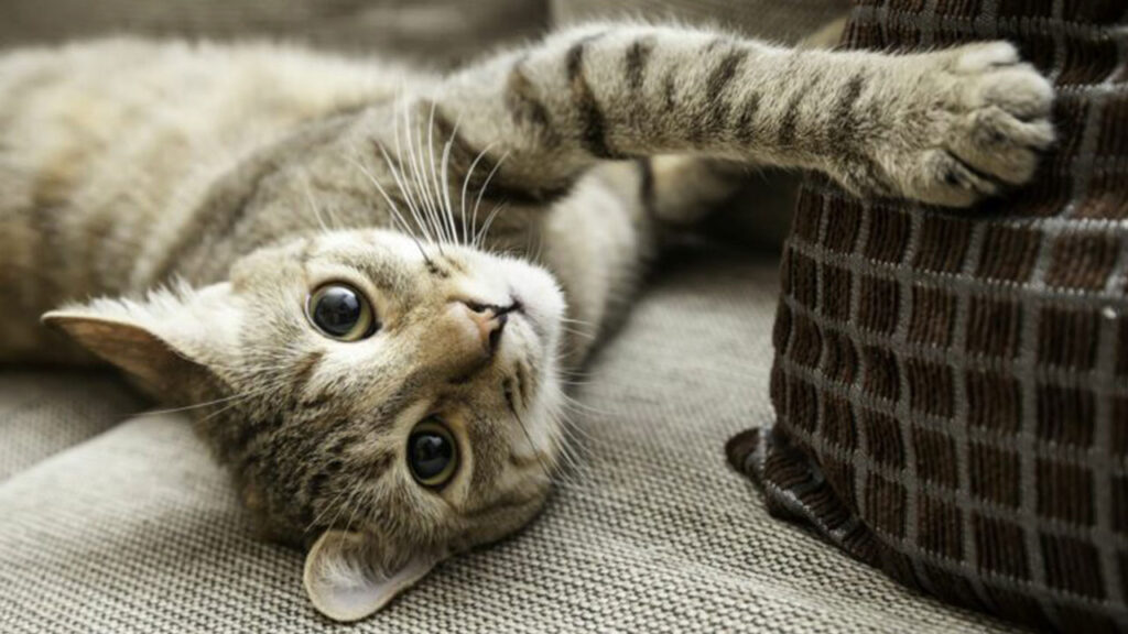 como preparar a tu gato para convivir con visitas regulares 1