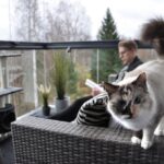 como preparar a tu gato para convivir en casas con terrazas abiertas 1