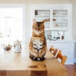 como preparar a tu gato para convivir en una oficina en casa compartida 1