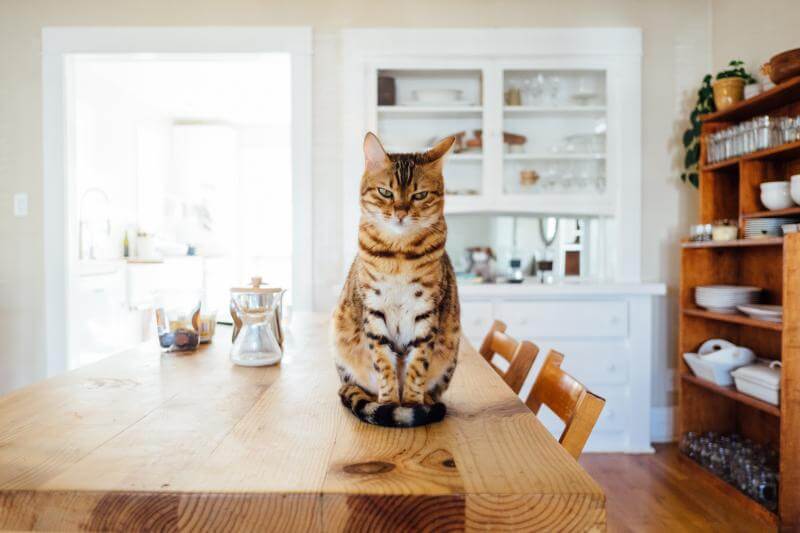 Cómo preparar a tu gato para convivir en una oficina en casa compartida 11 como preparar a tu gato para convivir en una oficina en casa compartida 1