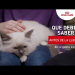 Cómo preparar a tu gato para eventos inesperados en casa 2 como preparar a tu gato para eventos inesperados en casa 1