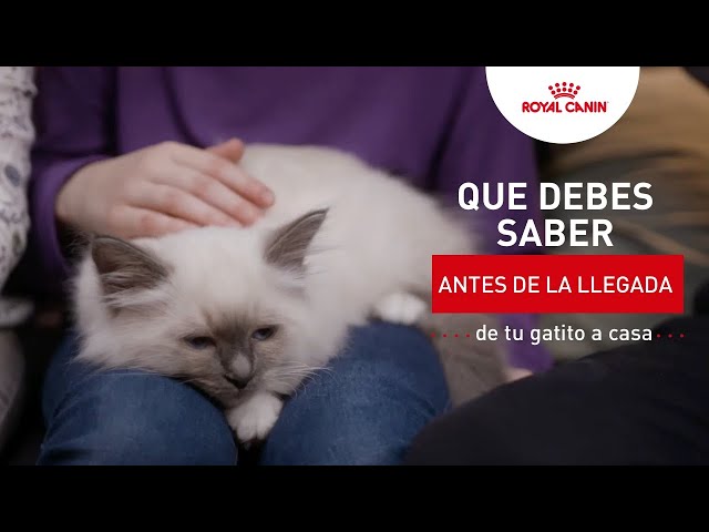 Gato 7 como preparar a tu gato para eventos inesperados en casa 1
