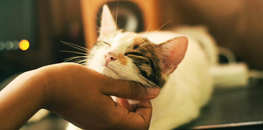 como preparar a tu gato para festividades ruidosas en casa
