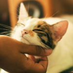 Cómo Preparar a Tu Gato para Festividades Ruidosas en Casa 6 como preparar a tu gato para festividades ruidosas en casa