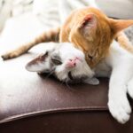 como preparar a tu gato para una convivencia temporal con gatos de amigos 1