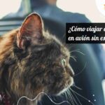 como preparar a tu gato para viajar en avion sin ansiedad