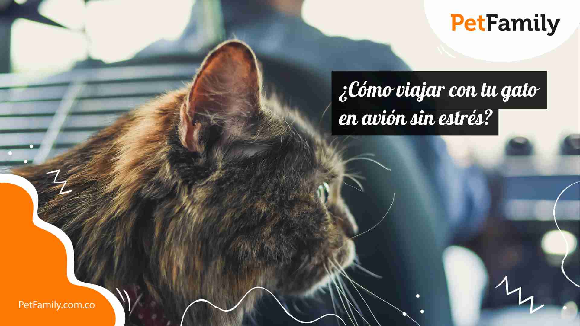 como preparar a tu gato para viajar en avion sin ansiedad