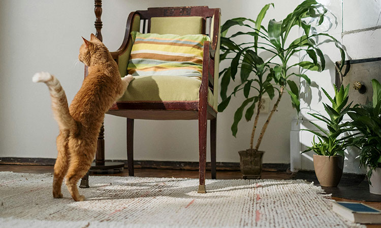 Gato 3 como preparar un espacio libre de estres para tu gato