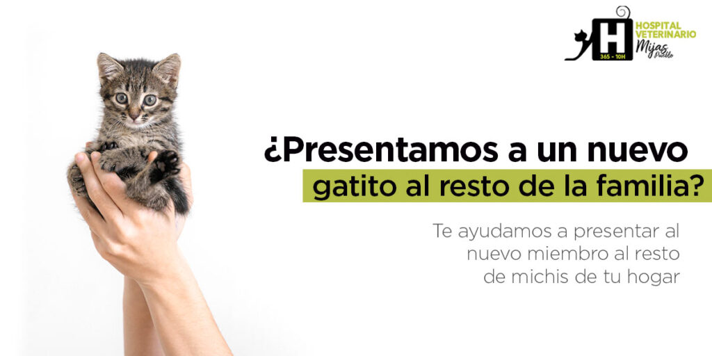 Cómo Presentar a Tu Gato a Nuevos Miembros de la Familia 8 como presentar a tu gato a nuevos miembros de la familia