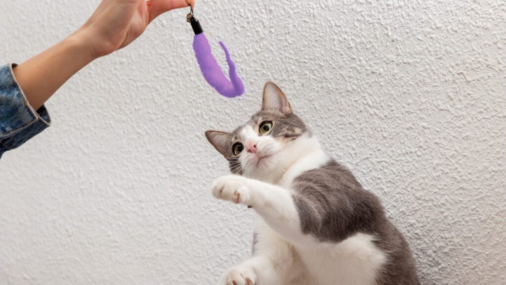 Cómo prevenir comportamientos reactivos en gatos que comparten juguetes 6 como prevenir comportamientos reactivos en gatos que comparten juguetes 1