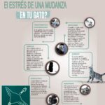 como prevenir el estres durante mudanzas con gatos