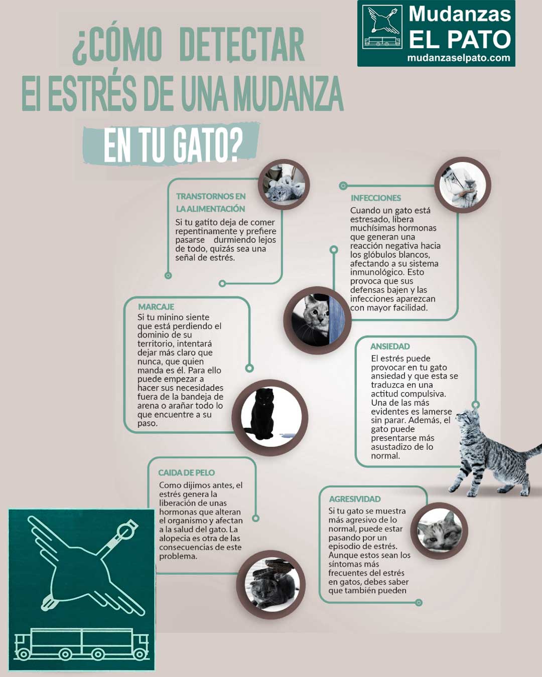 como prevenir el estres en gatos durante cambios de roles en el hogar 1