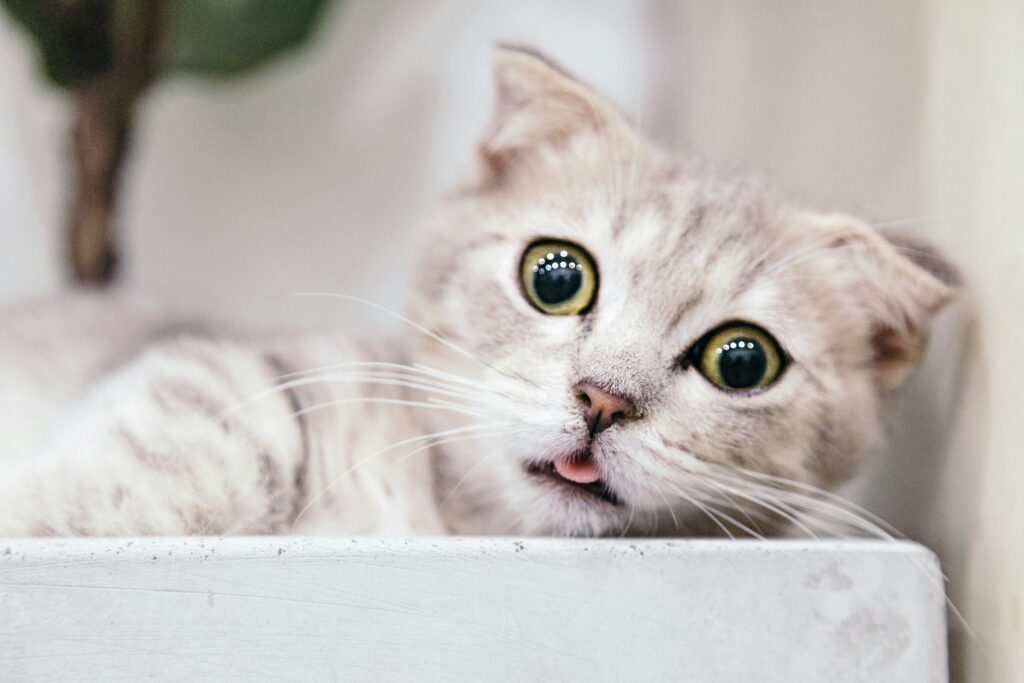 Cómo prevenir el estrés en gatos que enfrentan cambios constantes de rutina 27 como prevenir el estres en gatos que enfrentan cambios constantes de rutina 1