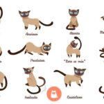 Cómo Reconocer los Avances en la Socialización de Tu Gato 6 como reconocer los avances en la socializacion de tu gato