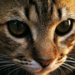 como reconocer los signos de estres cronico en gatos