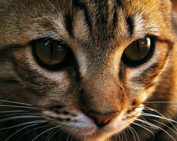 como reconocer los signos de estres cronico en gatos