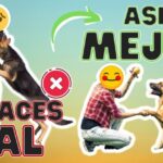 Cómo Reducir el Comportamiento Territorial con Juegos de Socialización 5 como reducir el comportamiento territorial con juegos de socializacion